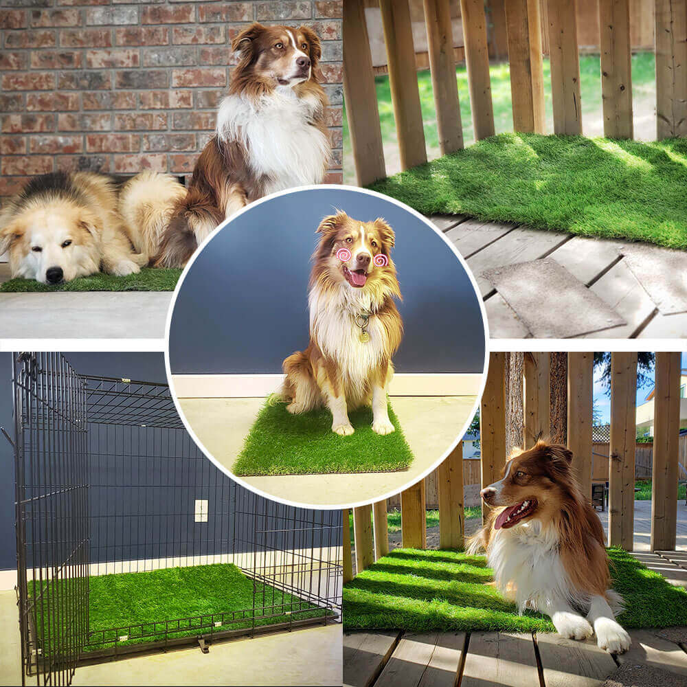 Dailypatch Indoor Dog Grass Potty Pads Product Image 02